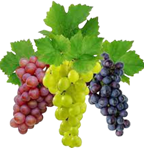Grapes